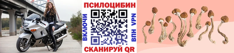 наркотики Избербаш Псилоцибиновые грибы Psilocybine cubensis